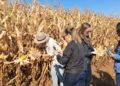 Do campo ao varejo: Kellanova aposta em milho sustentável na produção do Sucrilhos