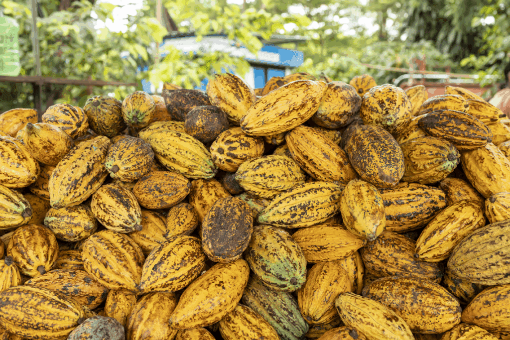 Nestlé vai plantar 11 milhões de árvores em regiões produtoras de cacau e café