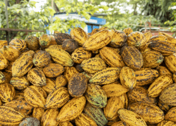 Nestlé vai plantar 11 milhões de árvores em regiões produtoras de cacau e café