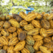 Nestlé vai plantar 11 milhões de árvores em regiões produtoras de cacau e café
