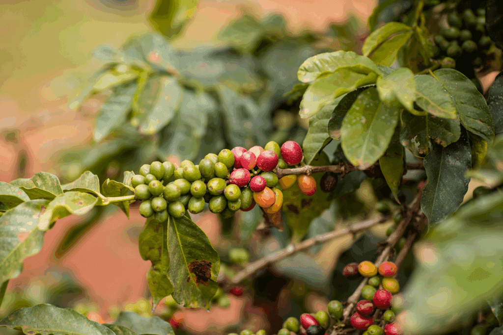 China aprova que 183 novas empresas brasileiras exportem café ao país