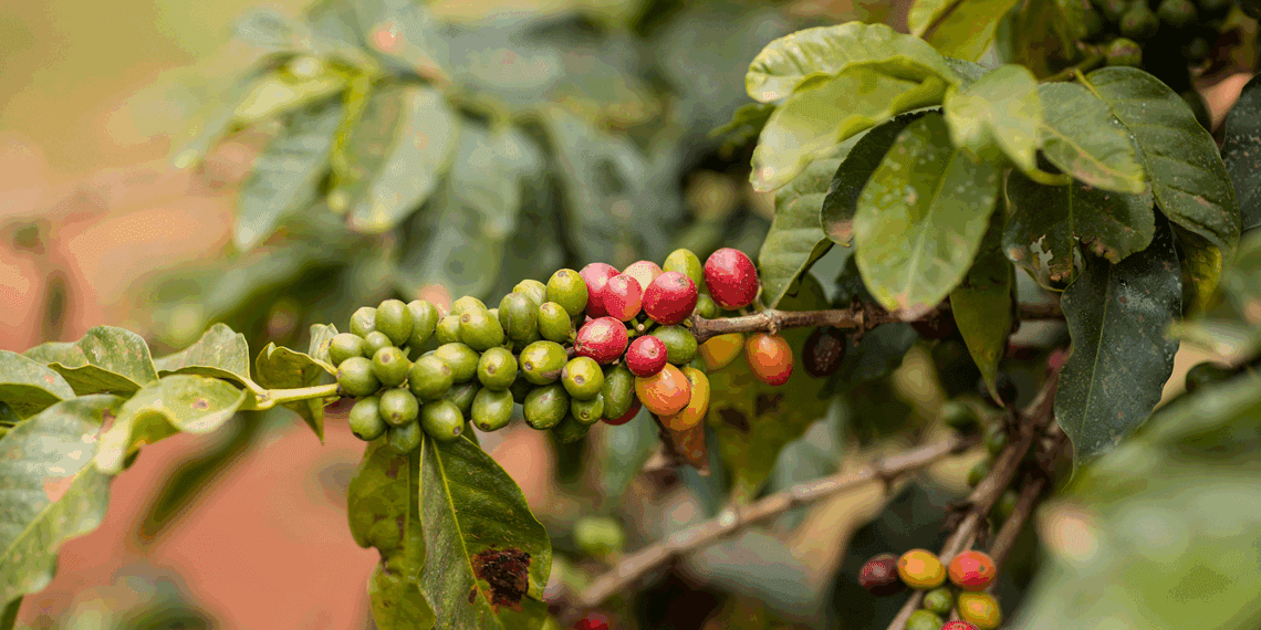 China aprova que 183 novas empresas brasileiras exportem café ao país