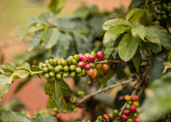 China aprova que 183 novas empresas brasileiras exportem café ao país