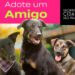 Evento de adoção de pets movimenta Avenida Paulista neste domingo