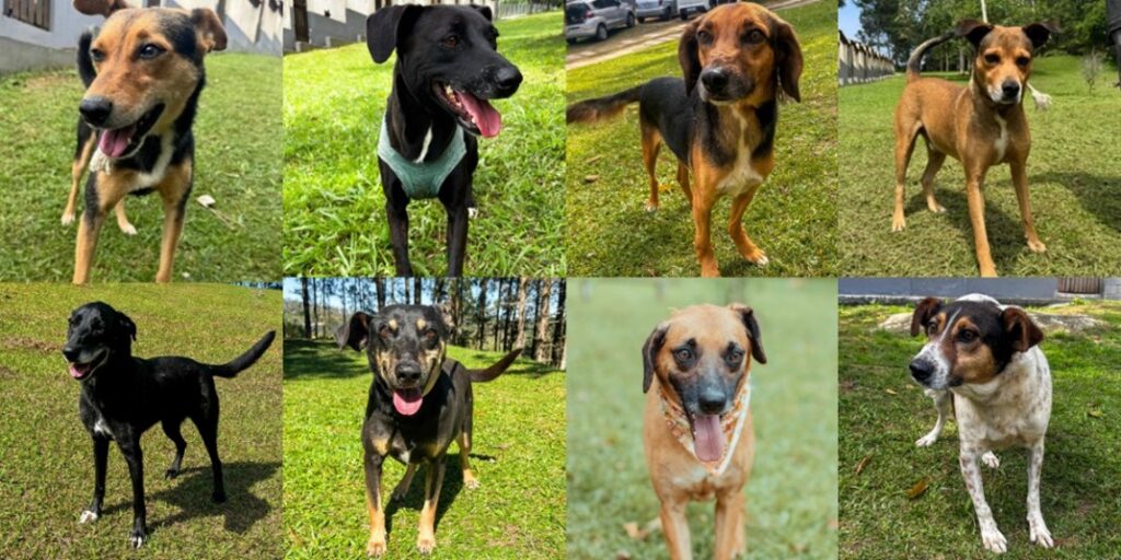 FedEx, ONG Cão Sem Dono e Tietê Plaza Shopping promovem feira de adoção de cães