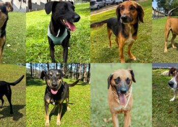 FedEx, ONG Cão Sem Dono e Tietê Plaza Shopping promovem feira de adoção de cães