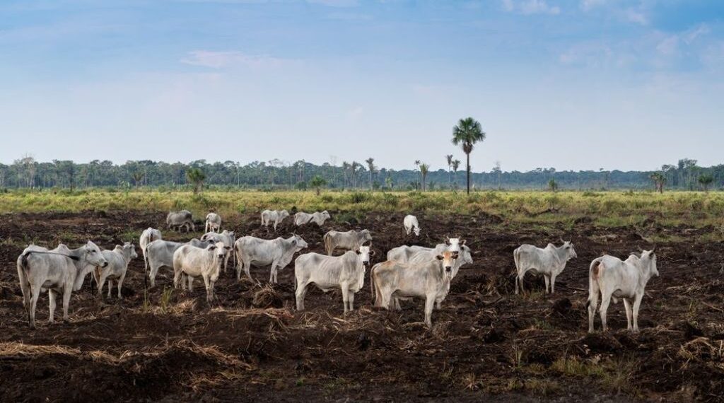 Abate de bovinos, frango e suínos foi recorde no Brasil em 2025, aponta IBGE