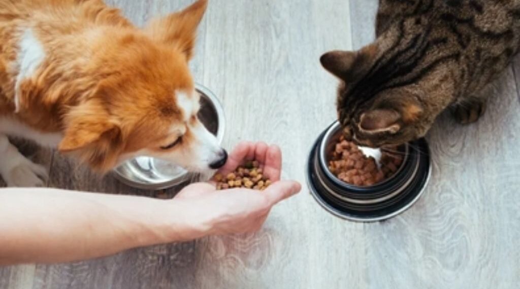 Cobasi realiza ação de adoção de cães e gatos com entrega de brindes neste sábado