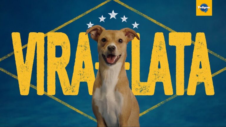 Exclusivo: Pedigree aposta em culinária nacional e no "vira-lata caramelo" para crescer no Brasil