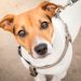 Pedigree e Whiskas ganham lojas virtuais próprias no Brasil