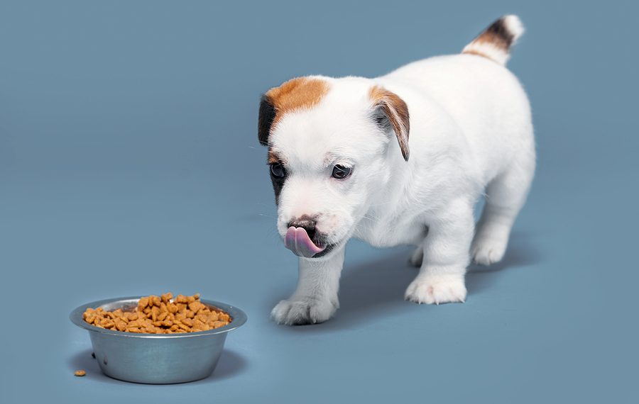 Puppy eats dog food from a bowl. Little dog eating Studio Shot