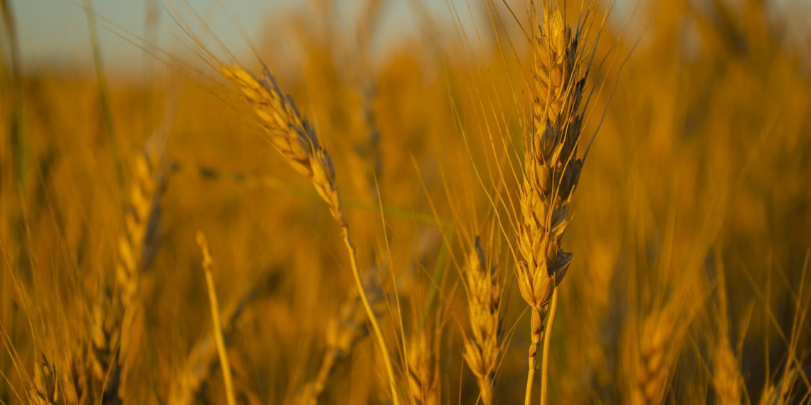 Bunge anuncia retomada de moagem em unidade de Brasília