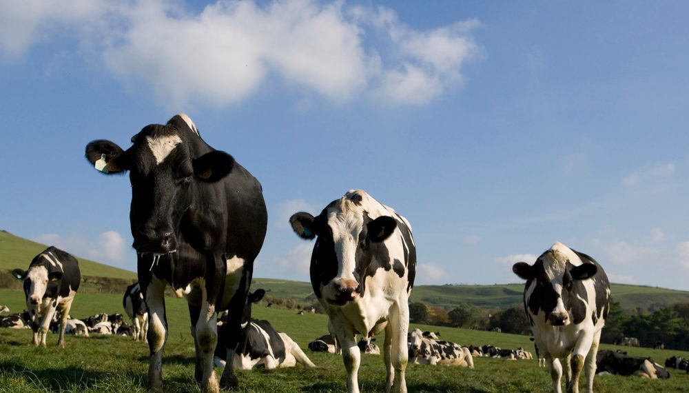 Faesp pede mais esforços diplomáticos para solução do embargo chinês a carne