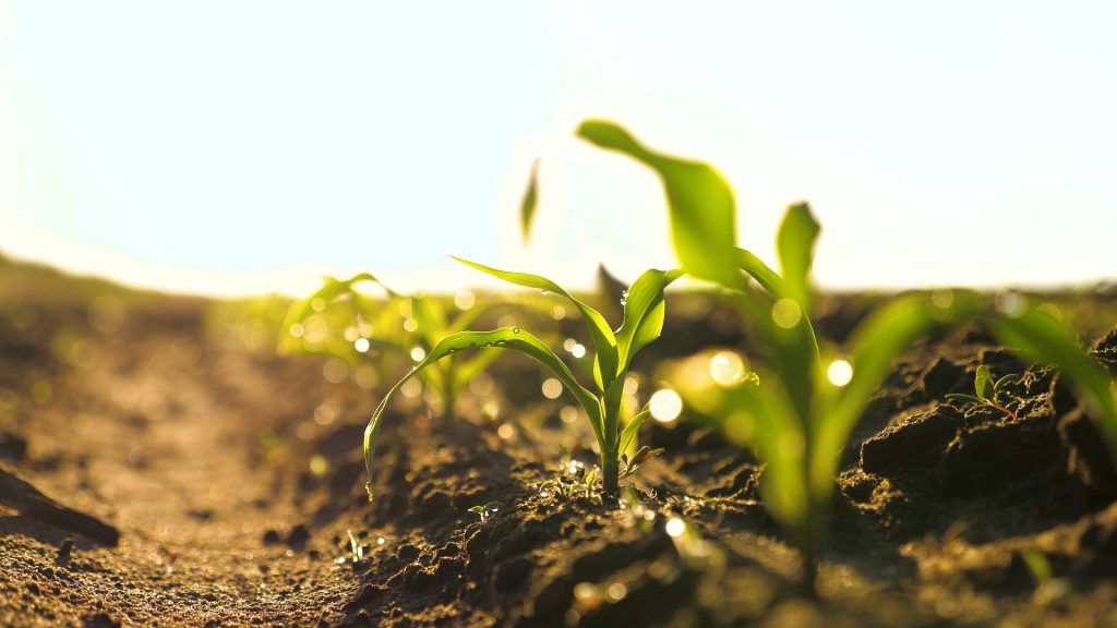 Guerra afeta custo de fertilizantes e produtor prevê redução no plantio