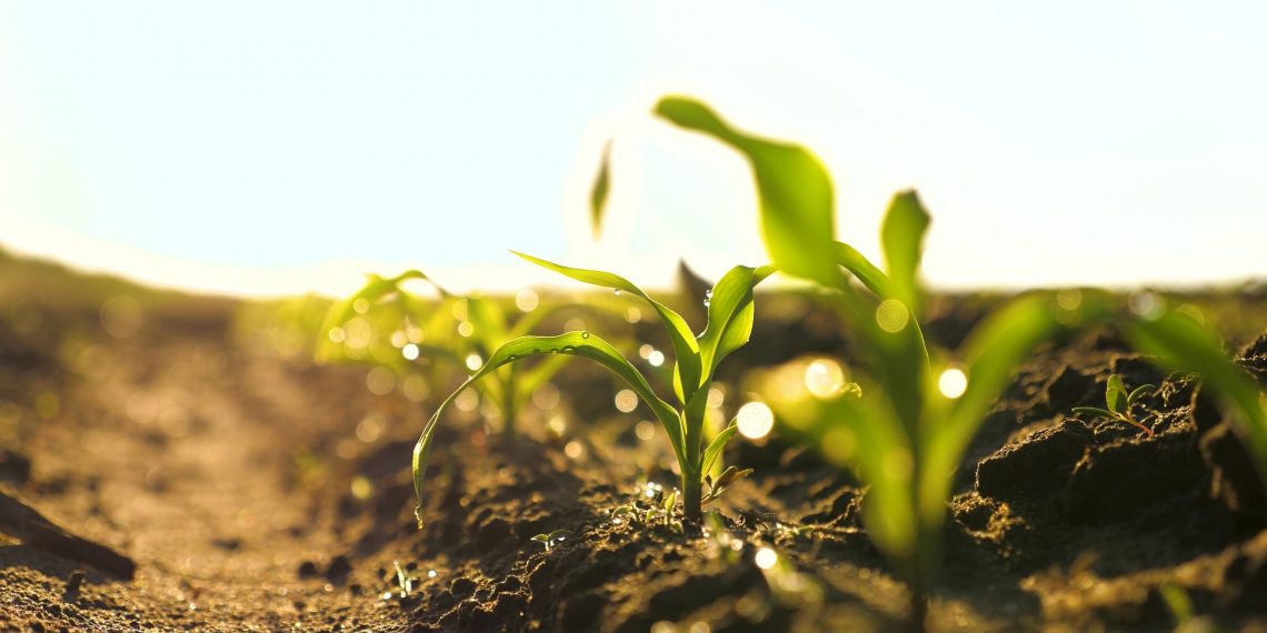 Guerra afeta custo de fertilizantes e produtor prevê redução no plantio