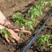 Bolsonaro assina decreto que institui Plano Nacional de Fertilizantes 2022-2050