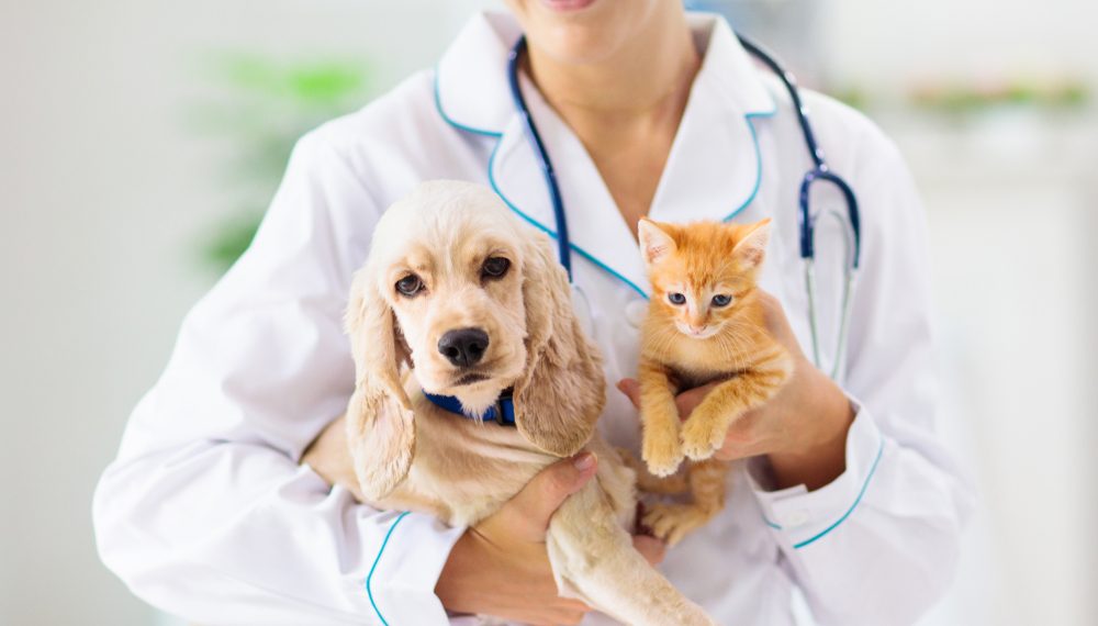 fundadores-do-sao-luiz-voltam-ao-setor-de-saude-com-hospital-para-pets