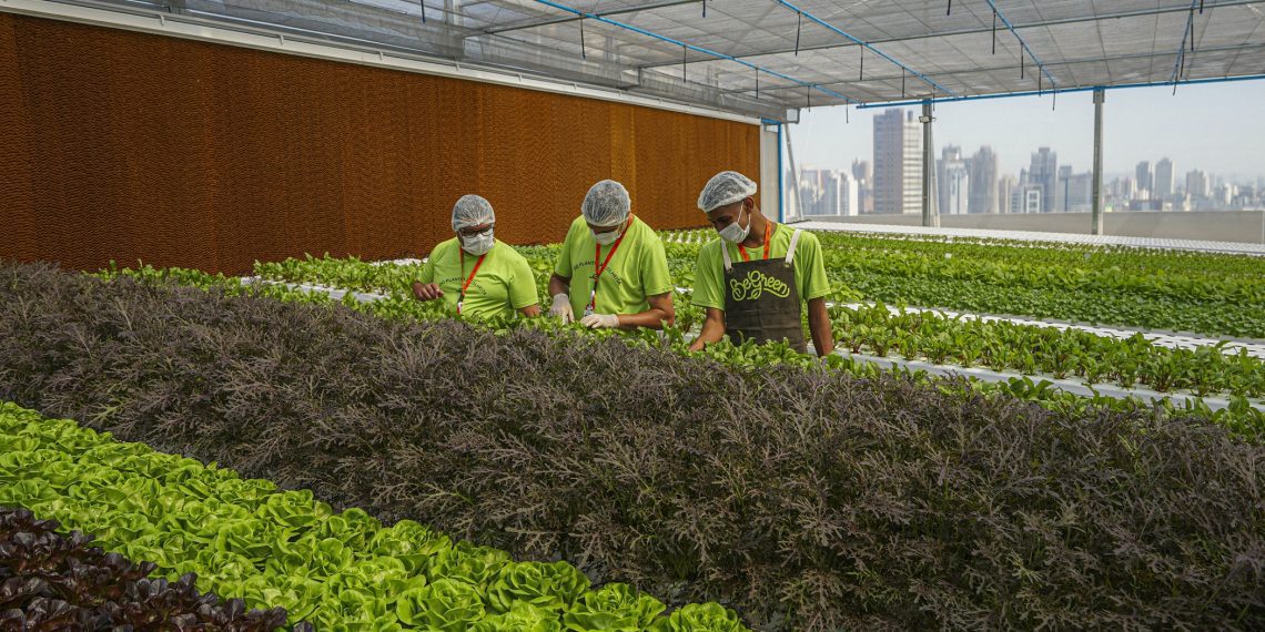 Rede de fazendas urbanas BeGreen abre primeira unidade em São Paulo