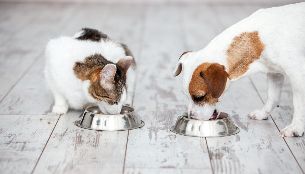 Crise econômica faz cair o número de lares com pets e frequência de compra de ração