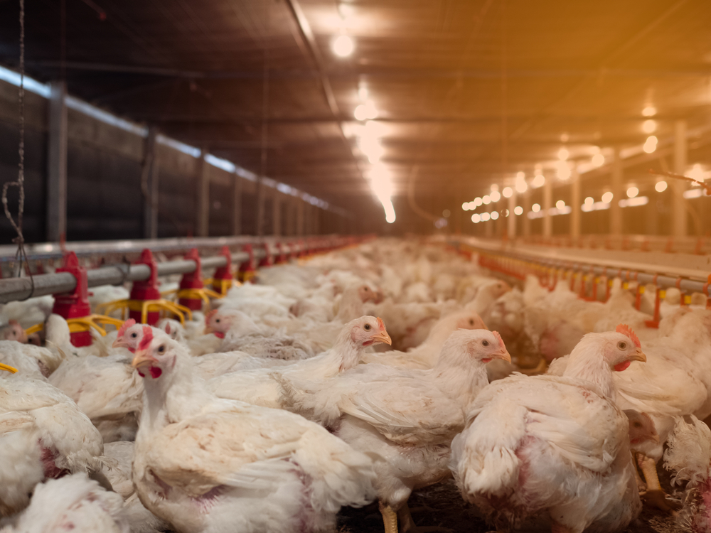 Unidade da BRF de Marau, no RS, é autorizada a exportar carne de frango à China