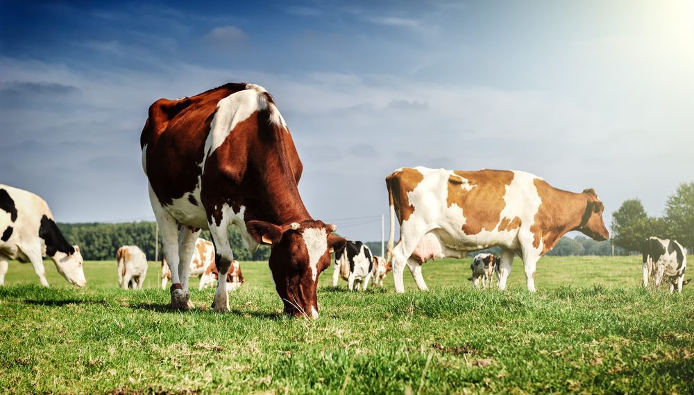 Carne bovina: China retoma importação do Brasil, após caso atípico de vaca louca