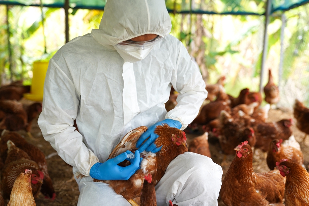 Argentina retoma exportações após casos da gripe aviária