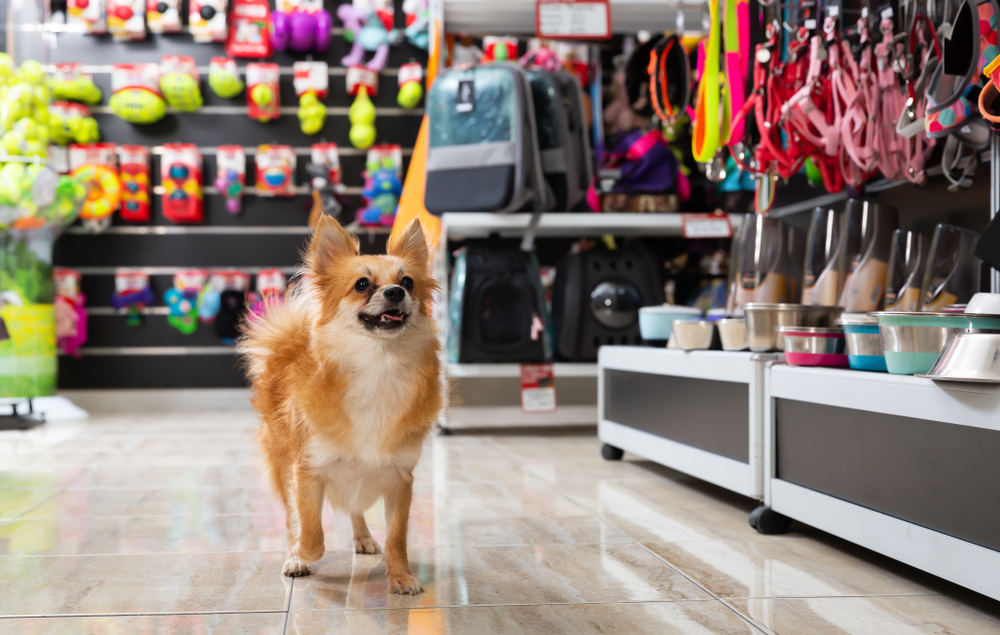 Busca por pet shops está entre principais motivos da ida de consumidores aos shoppings Shutterstock