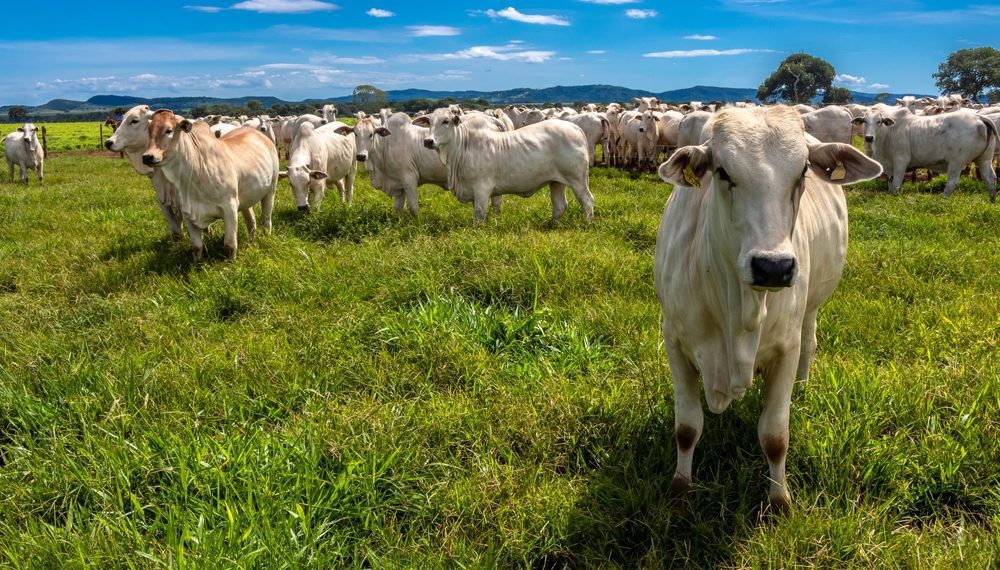 China libera importação de estoques de carne bovina do Brasil antes de mal da vaca louca