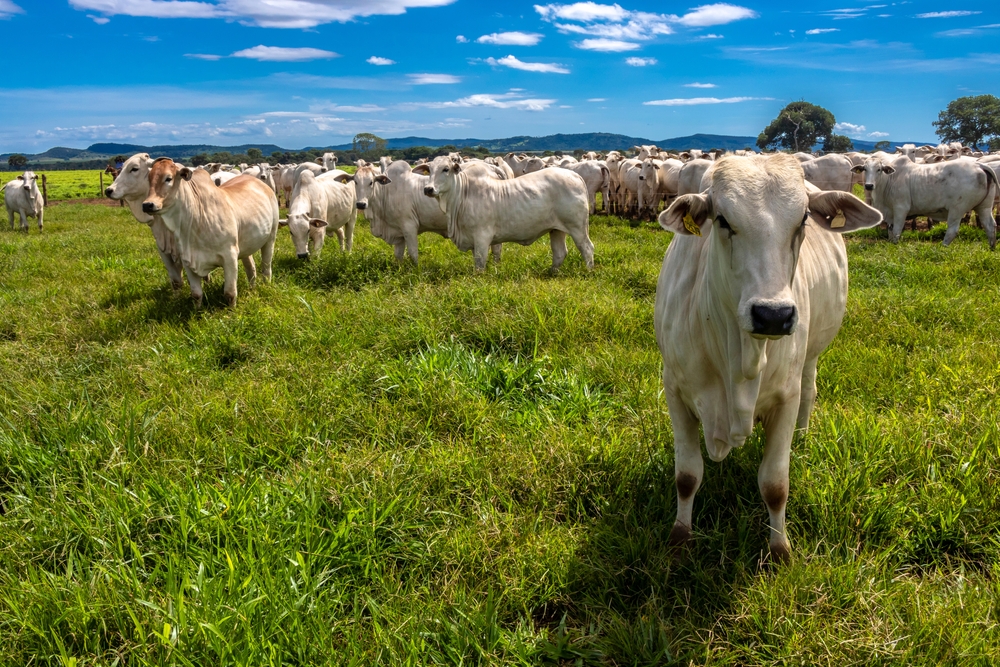 China libera importação de estoques de carne bovina do Brasil antes de mal da vaca louca