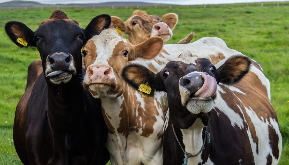 Após 'mal da vaca louca', Rússia reabre mercado para carne bovina ao Brasil