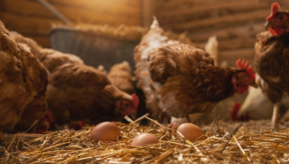 Agricultura confirma detecção de caso de gripe aviária no Brasil em duas aves silvestres