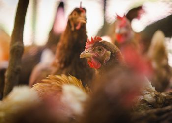 Alckmin anuncia aval britânico para desburocratizar exportação de frango brasileiro