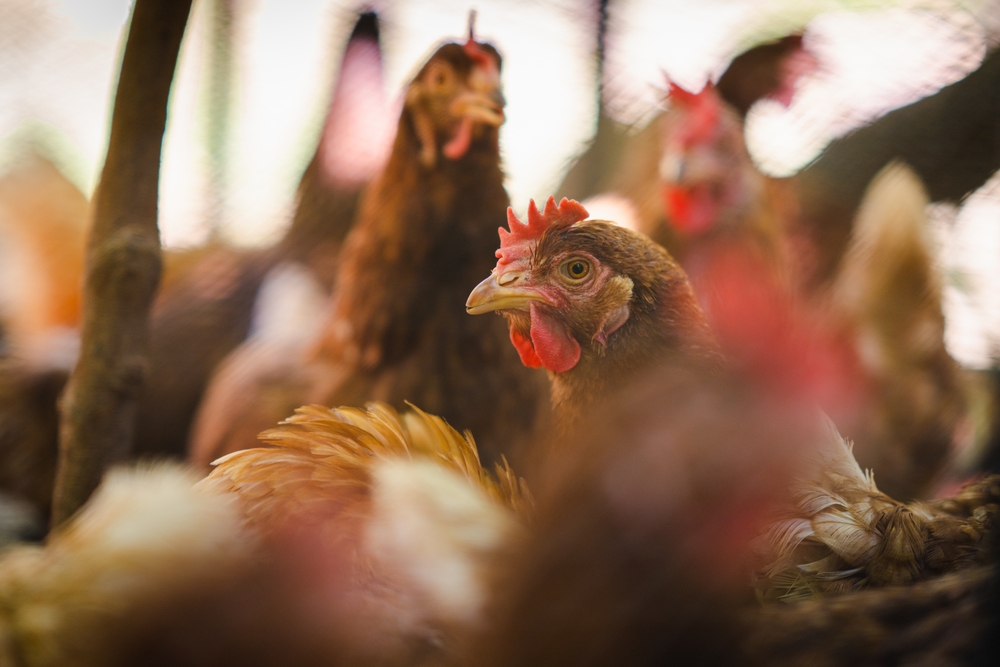 Alckmin anuncia aval britânico para desburocratizar exportação de frango brasileiro