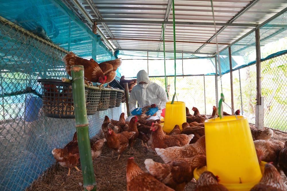 Governo abre crédito de R$ 200 milhões para combater gripe aviária