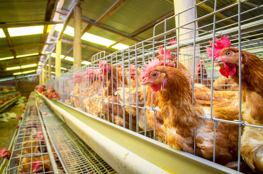 Gripe aviária: fiscais agropecuários gaúchos reforçam vigilância no Banhado do Taim