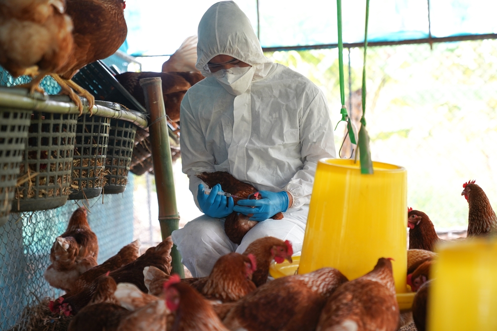 Gripe aviária: Agricultura orienta Estados a declararem emergência zoosanitária