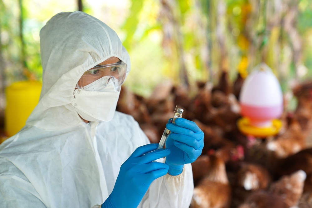 Fávaro: Estamos renovando decreto de emergência zoossanitária para gripe aviária