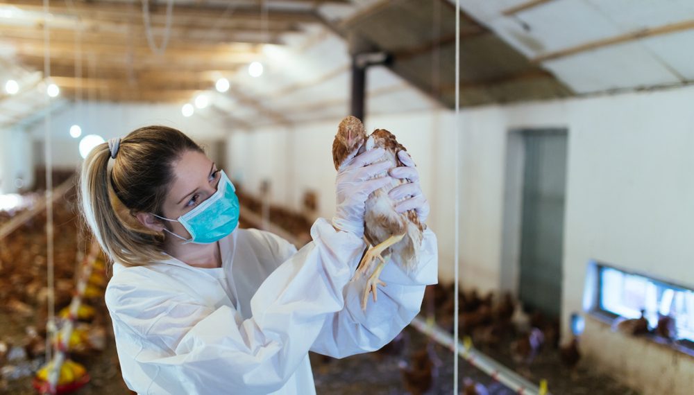 Gripe aviária: SC atende Ministério da Agricultura e declara emergência zoossanitária