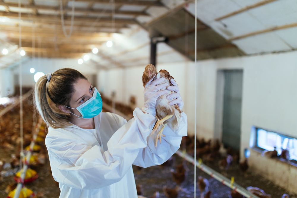 Gripe aviária: SC atende Ministério da Agricultura e declara emergência zoossanitária
