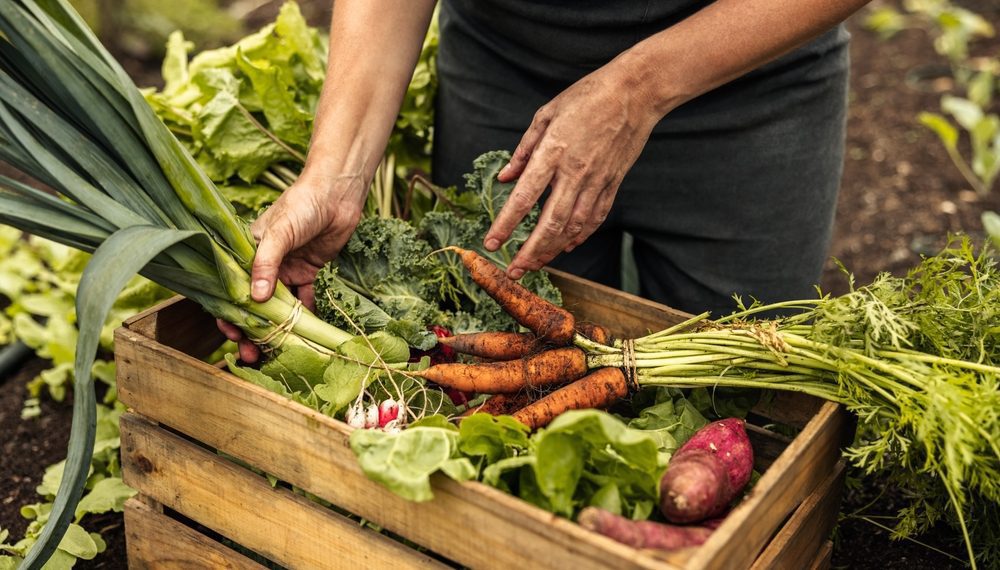 Programa de aquisição de alimentos: Conab recebe propostas que somam R$ 1,1 bi