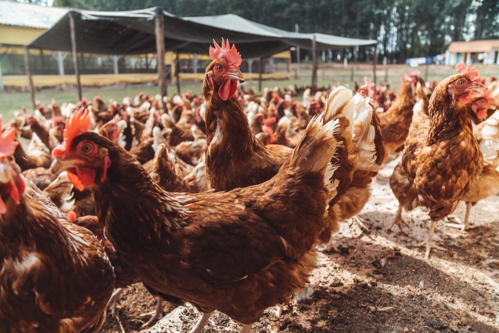 McDonald’s retoma parceria com Mantiqueira para uso de ovos orgânicos em lanches da rede