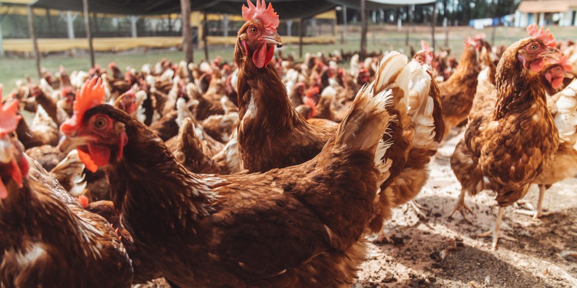 McDonald’s retoma parceria com Mantiqueira para uso de ovos orgânicos em lanches da rede