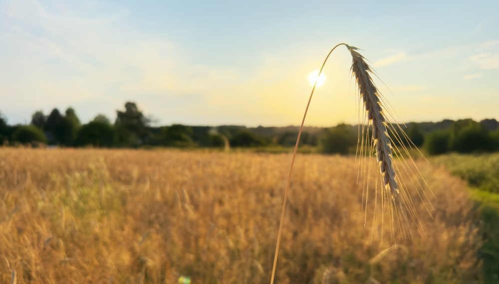 SovEcon eleva estimativa de safra de trigo e milho com melhora na condição climática