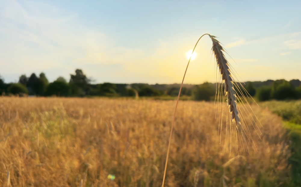 SovEcon eleva estimativa de safra de trigo e milho com melhora na condição climática