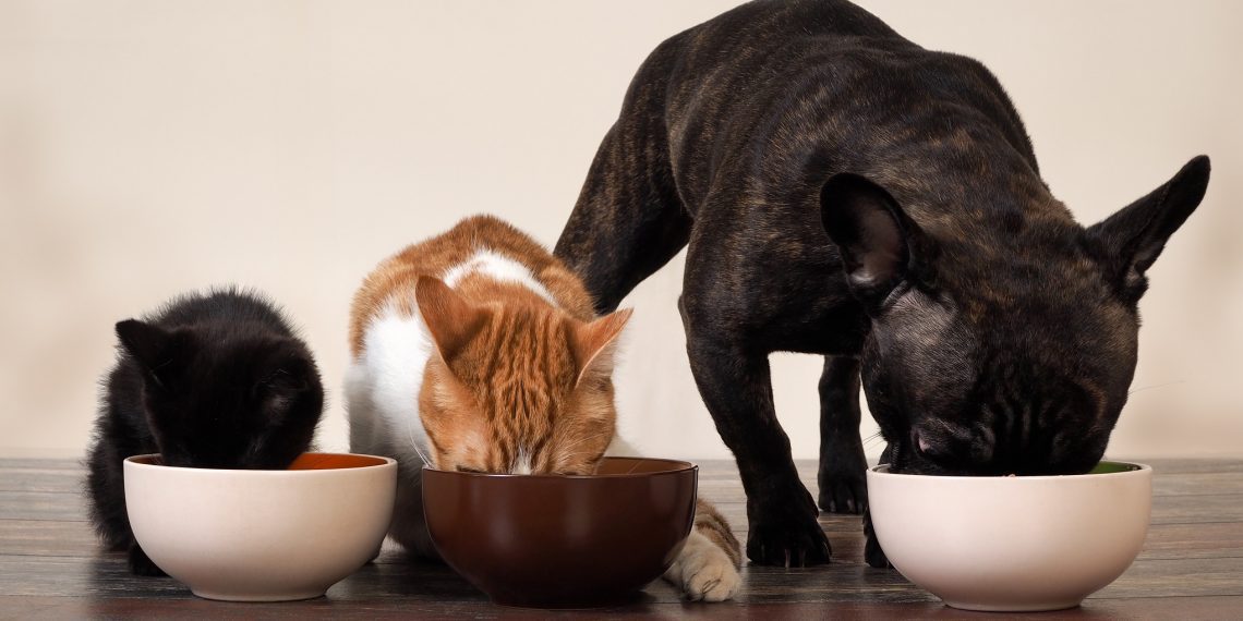 Indústria brasileira do setor pet VB Alimentos chega à Colômbia