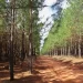 Faber-Castell chega a marca de 4,5 milhões de árvores plantadas em seus parques florestais