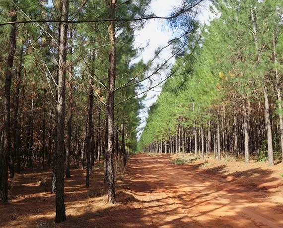 Faber-Castell chega a marca de 4,5 milhões de árvores plantadas em seus parques florestais