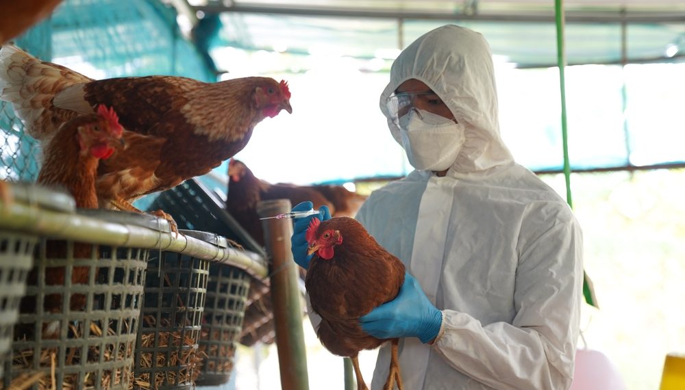 Ministério da Agricultura confirma suspensão do Japão a frango de MS após caso de gripe aviária