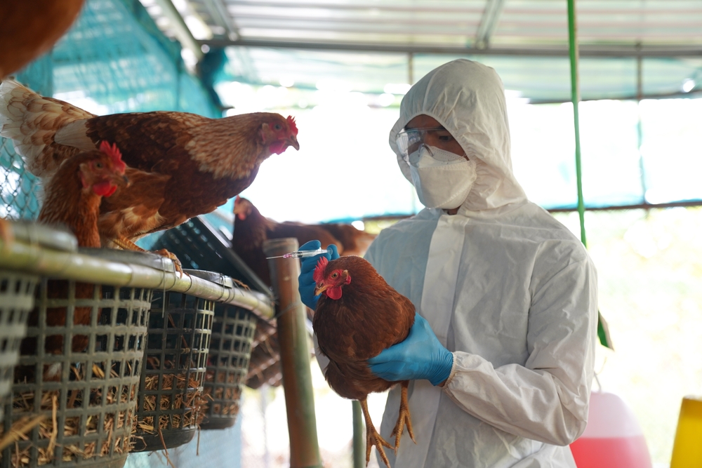 Ministério da Agricultura confirma suspensão do Japão a frango de MS após caso de gripe aviária