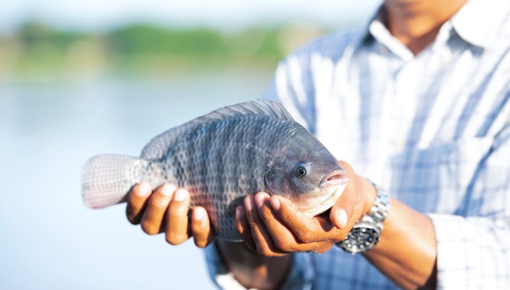 Ministério da Pesca nega existência de acordo para importação de tilápia do Vietnã